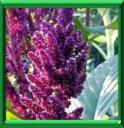 BLE DES INCAS - AMARANTHUS CAUDATUS
