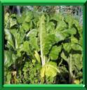 BLETTE - BETA VULGARIS