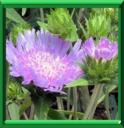 BLEUET D'AMERIQUE - STOKESIA LAEVIS