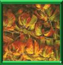 BOIS DE FER - PARROTIA PERSICA