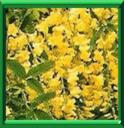 BOIS DE LIEVRE - LABURNUM ANAGYROIDES