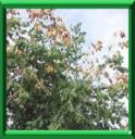BOIS DE PANAMA - KOELREUTERIA PANICULATA