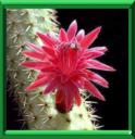BORZICACTUS - BORZICACTUS