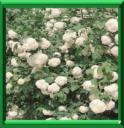 BOULE DE NEIGE - VIBURNUM OPULUS