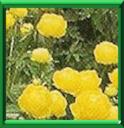 BOULE D'OR - TROLLIUS EUROPAEUS