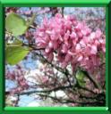 BOUTON ROUGE - CERCIS SILIQUASTRUM