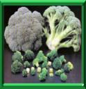 BROCOLI - BRASSICA OLERACEA ASPARAGOIDE