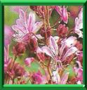 BUISSON ARDENT - DICTAMNUS ALBUS