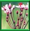 BUTOME A OMBELLES - BUTOMUS UMBELLATUS