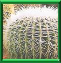 CACTUS BOULE D'OR - ECHINOCACTUS GRUSONII