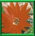 CACTUS CORNICHON - CHAMAECEREUS SILVESTRII ou LOBIVIA SILVESTRII