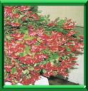 CACTUS DE NOEL - SCHLUMBERGERA X BUCKLEYI