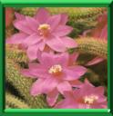 CACTUS FOUET - APOROCACTUS FLAGELLIFORMIS