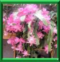 CACTUS ORCHIDEE - EPIPHYLLUM