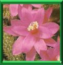 CACTUS SERPENT - APOROCACTUS FLAGELLIFORMIS