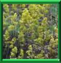 CAILLE-LAIT - GALIUM