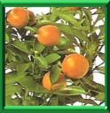 CALAMONDIN - CITRUS MITIS