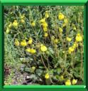 CALCEOLAIRE - CALCEOLARIA