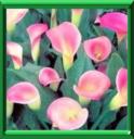 CALLA DES MARAIS - CALLA PALUSTRIS