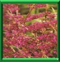 CALLICARPE D'AMERIQUE - CALLICARPA AMERICANA