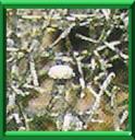 CALOCEPHALUS - CALOCEPHALUS BROWNII