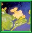 CALTHA DES MARAIS - CALTHA PALUSTRIS