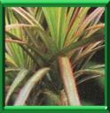 CANNE DE CHINE - DRACAENA MARGINATA