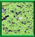 AZOLLEE DE CAROLINE - AZOLLA CAROLINIANA