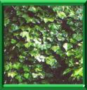 BOURREAU DES ARBRES - HEDERA HELIX
