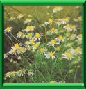 CAMOMILLE ALLEMANDE - MATRICARIA RECUTITA