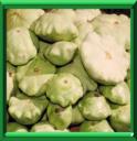 BONNET DE PRETRE - CUCURBITA PEPO