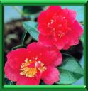 CAMELIA D'AUTOMNE - CAMELLIA SASANQUA