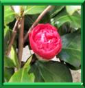 CAMELIA DU JAPON - CAMELLIA JAPONICA