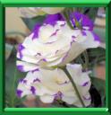 CAMPANULE DU TEXAS - EUSTOMA GRANDIFLORUM ou RUSSELLIANUM ou LISIANTHUS RUSSELLIANUS