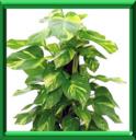 ARUM GRIMPANT - SCINDAPSUS AUREUS ou EPIPREMNIUM AURES