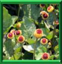 BREDE MAFANE - SPILANTHES OLERACEA ou ACMELLA OLERACEA