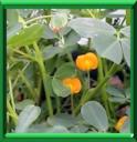 CACAHUETE - ARACHIS HYPOGAEA