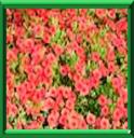 CALIBRACHOA - CALIBRACHOA X HYBRIDA