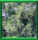 BUNYA-BUNYA - ARAUCARIA BIDWILLII