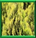 BIOTA D'ORIENT - THUJA ORIENTALIS - BIOTA ORIENTALIS - PLATYCLADUS