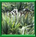 BAQUOIS - PANDANUS SPP