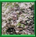 BUISSON DE BEAUTE - KOLKWITZIA AMABILIS