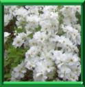 BUISSON DE PERLES - EXOCHORDA SPP