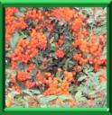 BUISSON ARDENT - PYRACANTHA