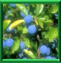 BUISSON NOIR - PRUNUS SPINOSA