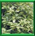 AUCUBA DU JAPON - AUCUBA JAPONICA