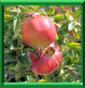 BALAUSTIER - PUNICA GRANATUM