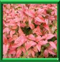 BAMBOU DE LA FELICITE - NANDINA DOMESTICA