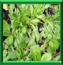 BOURSETTE - VALERIANELLA OLITORIA