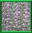 BRANCHE URSINE - ACANTHUS MOLLIS